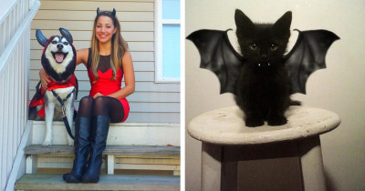 10+ Animals Who Are So Ready to Look Awesome on Halloween