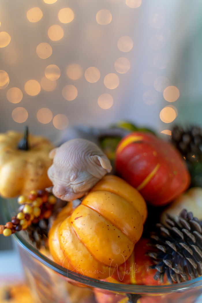 13. Sweet dreams, baby.