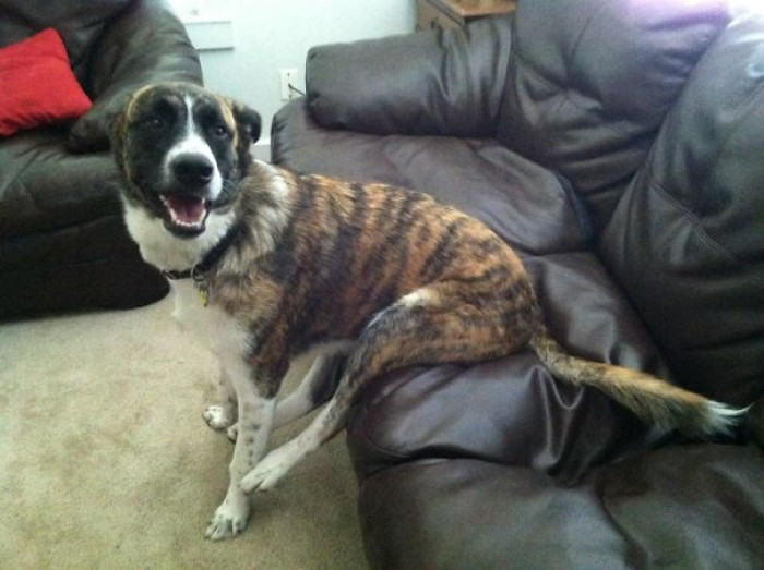 26. "He's not allowed on the couch... but he seems to think this is acceptable."