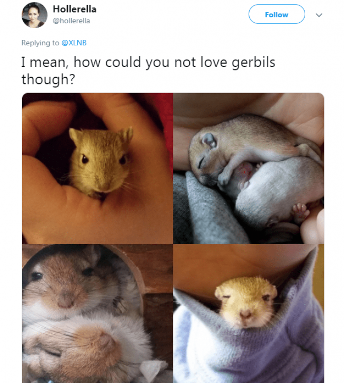 Right? How can you not love them!