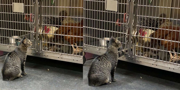 Specifically, these once-strays-turned-hospital-employees help owners and patients feel better. Crystal says: