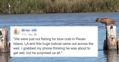 Incredible Bobcat Video: Man Captures The Moment When A Wild Bobcat Makes A Huge Leap Over The River