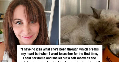 Precious Cat Went Missing Ten Years Ago Is Finally Reunited With Her Original Human, But It's Not All Sunshine
