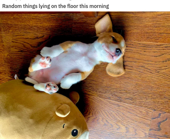 1. Totally Random Puppy.