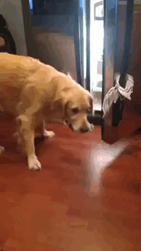 Service Dog Serves Others: