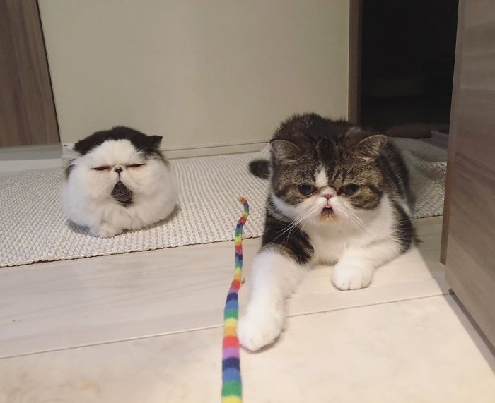 Bocco is an Exotic Shorthair while Zuu is an Exotic Longhair, they are both males.