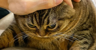 Prepare To Fall In Love With Manggo The Chubby Cat And Her Funny Expressions