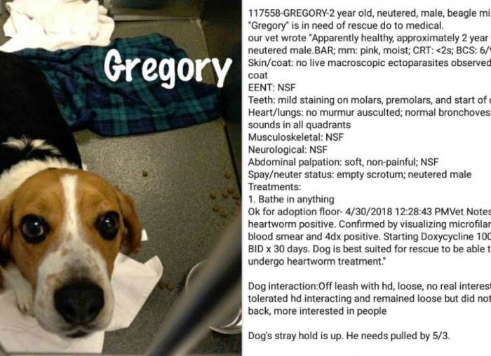 Rescued dog relaxing indoors, looking happy after being saved from death row.