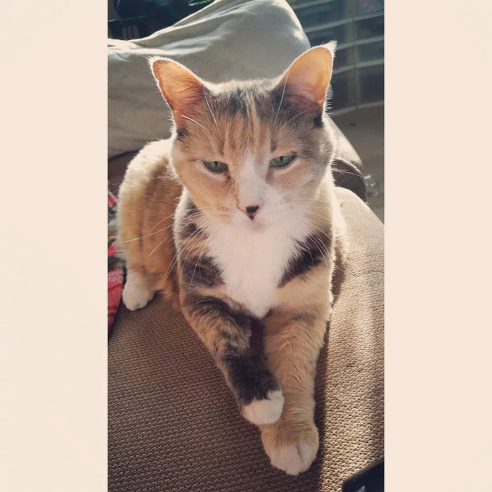 "My sweet baby girl. She passed a few years ago. Her eyes were stunning."