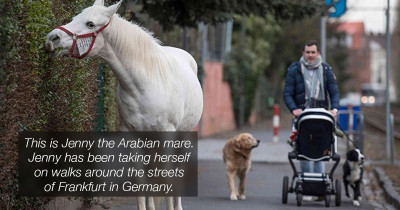 This Horse Has Gone On The Same Solo Walk For 14 Years After His Owner Got Too Old To Ride