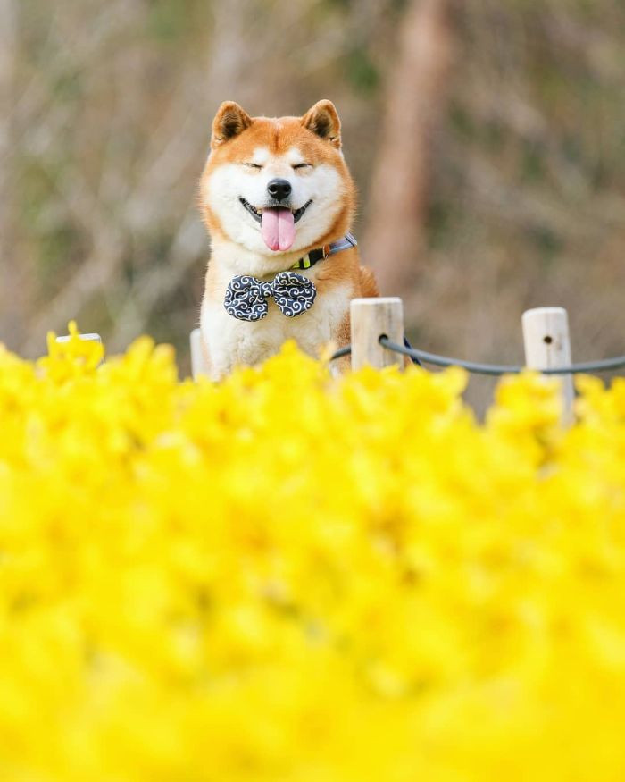 Dogs Love Flowers Too, And These 19 Wonderful Pictures Of A Shiba Inu ...