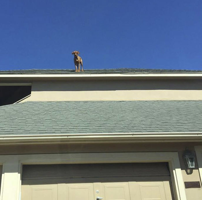 "It was terrifying because we were afraid he would jump or fall."