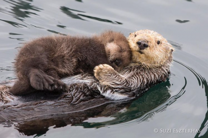 5. Sea otter family love. 