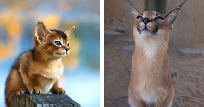 This Might Just Be The Cutest Cat Breed To Ever Exist