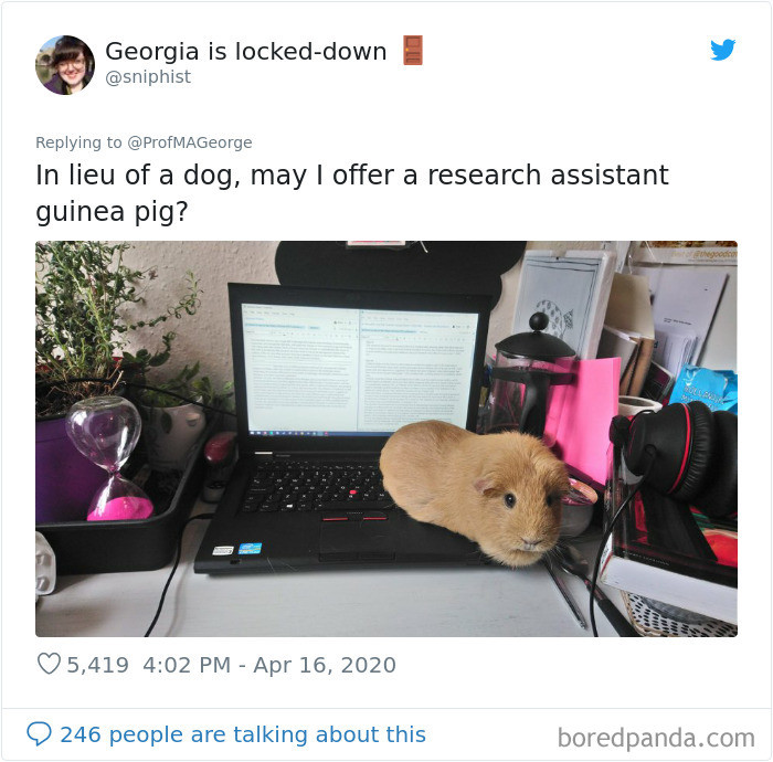 4. What kind of dog is this?