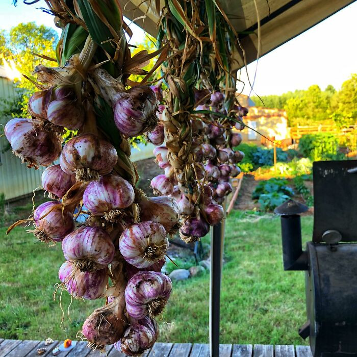 33. It is a well-known fact that planting can save you money in the long run and might also yield more than you hope for, like this OP who planted garlic bulbs for only $2 before they grew.
