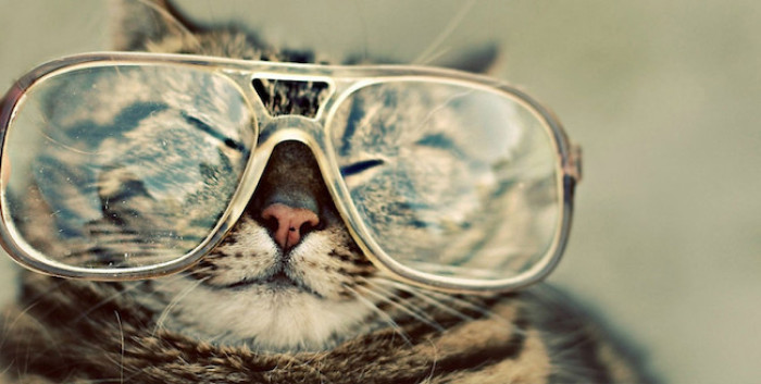 5. Cat with oversized spectacles.