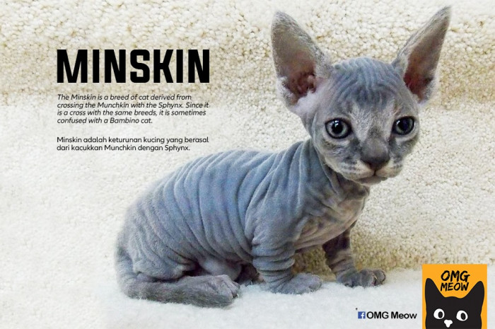 19. Minskin