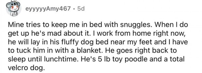 14. A total velcro dog