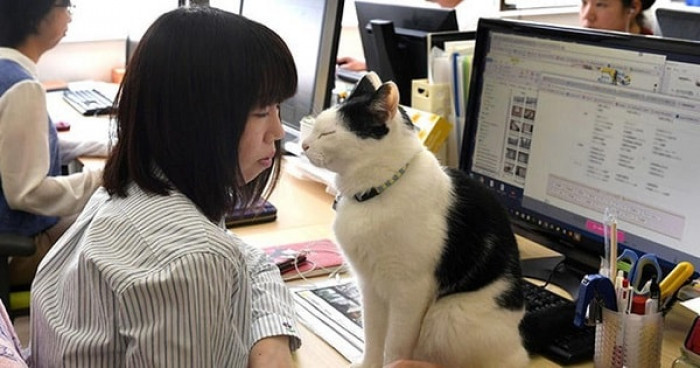 Even so, having the cats in the workplace has proved to be a huge success for Fukuda and his employees.