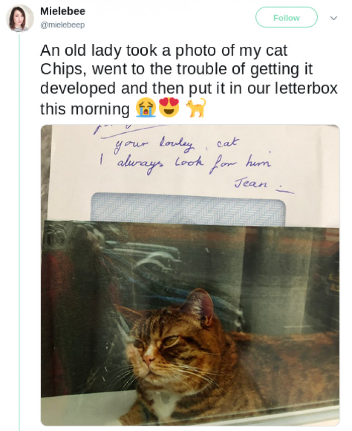 Iconic photographic image of Chips the cat.