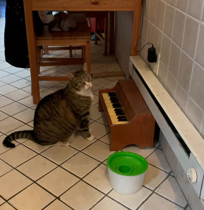 The 7 Y.O. cat was trained to play the piano because he would otherwise be quite loud