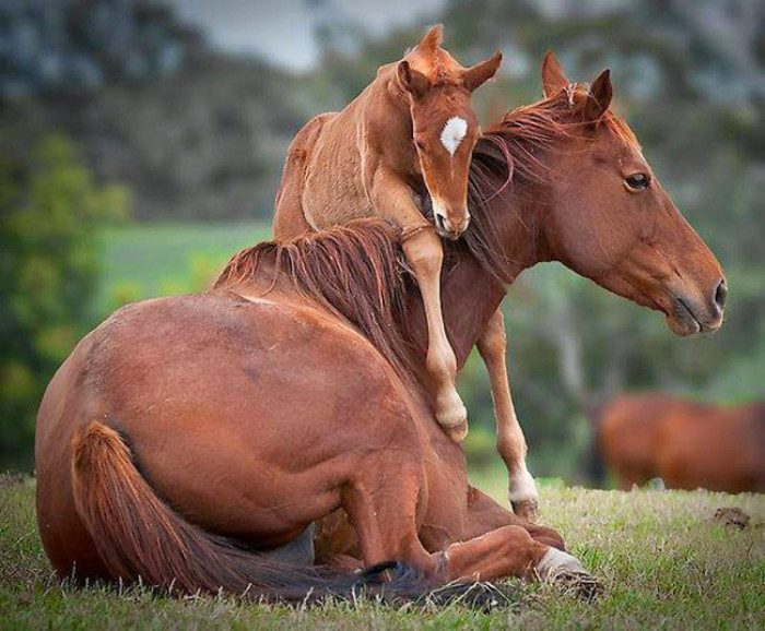 24. Baby horse playing with mama