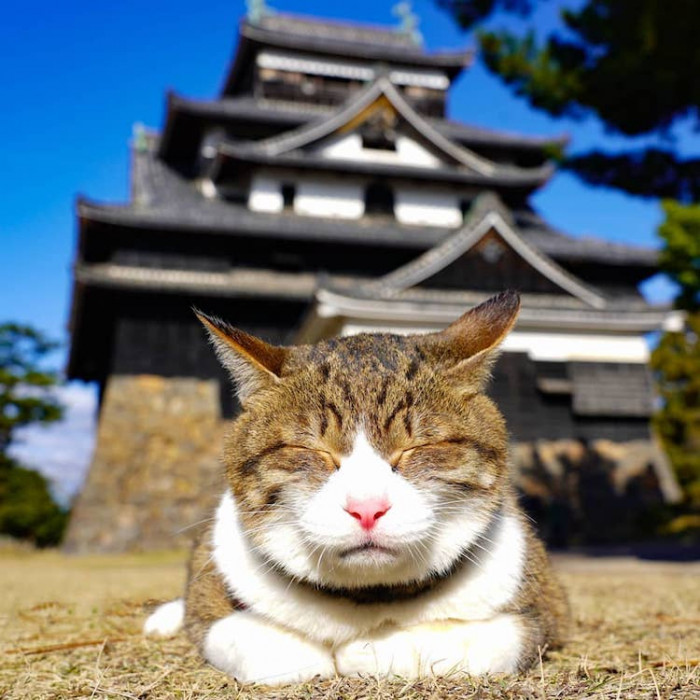 And for his last trip before he crossed the rainbow bridge, he climbed Mt. Sugio in Kouchi, Shizuoka Prefecture, 