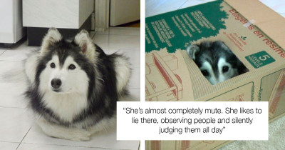 Husky Was Raised Amongst Cats And She Now Thinks She's One Of Them