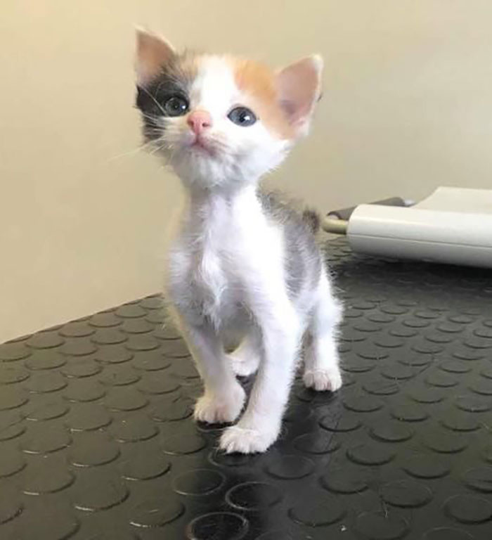 Malnourished Kitten Is Given A Second Chance At The Right Time And Undergoes Incredible Transformation