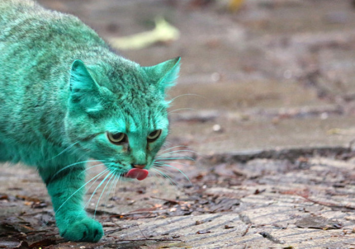 As the turquoise cat's startling appearance went viral, other people offered seemingly obvious solutions.