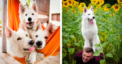 Three Dogs In A Sunflower Field End Up With A Hilarious Photo Session Instead Of A Sentimental One
