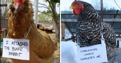 Chicken Shaming Posts That Will Have You Clucking With Laughter