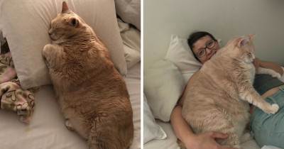 They Fell In Love With A 33 Pound Cat And Decided To Adopt Him So That He Can Start His Journey To Becoming Healthy