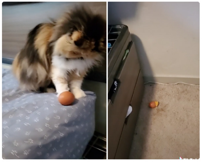 Cats Protect Eggs In This Adorable TikTok Challenge You Need To See