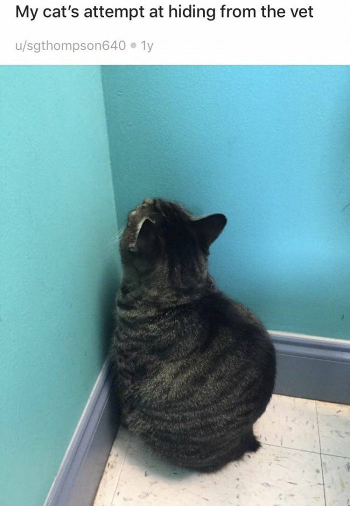 4. He heard that if he stands really still and doesn't look, the vet isn't real.