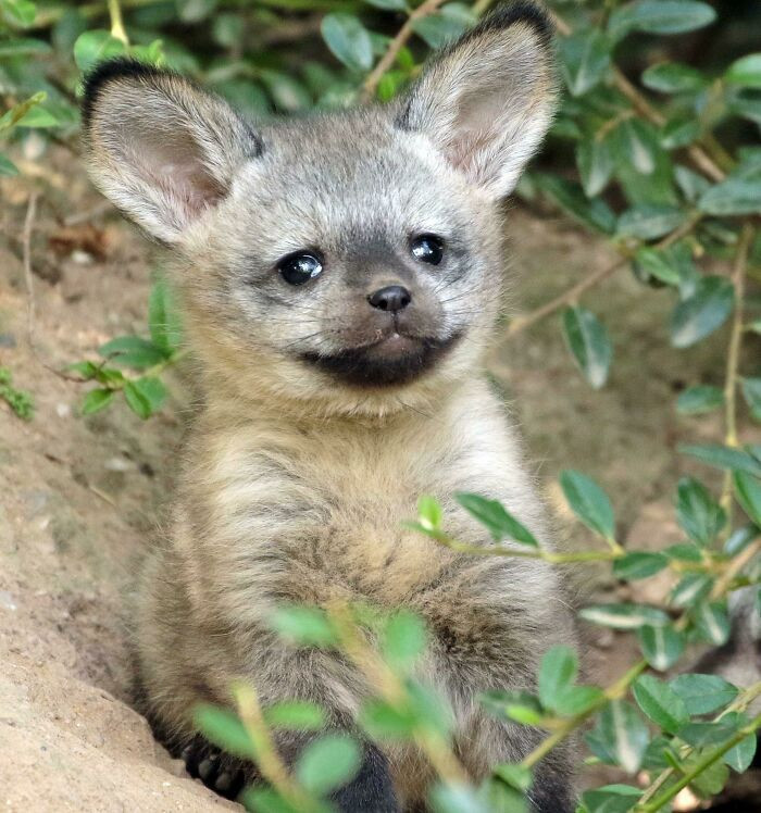 35. This Baby Bat-Eared Fox Is SO Cute