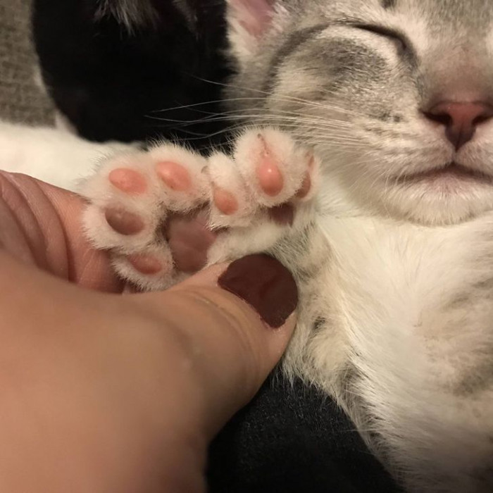 11. Kitty has two attached paws. 