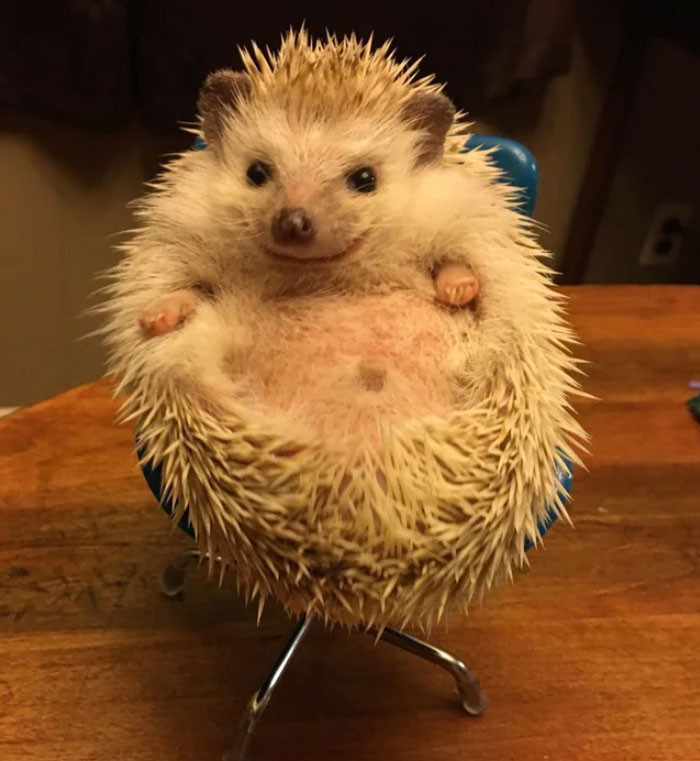 #11 A tiny chair for my hedgehog