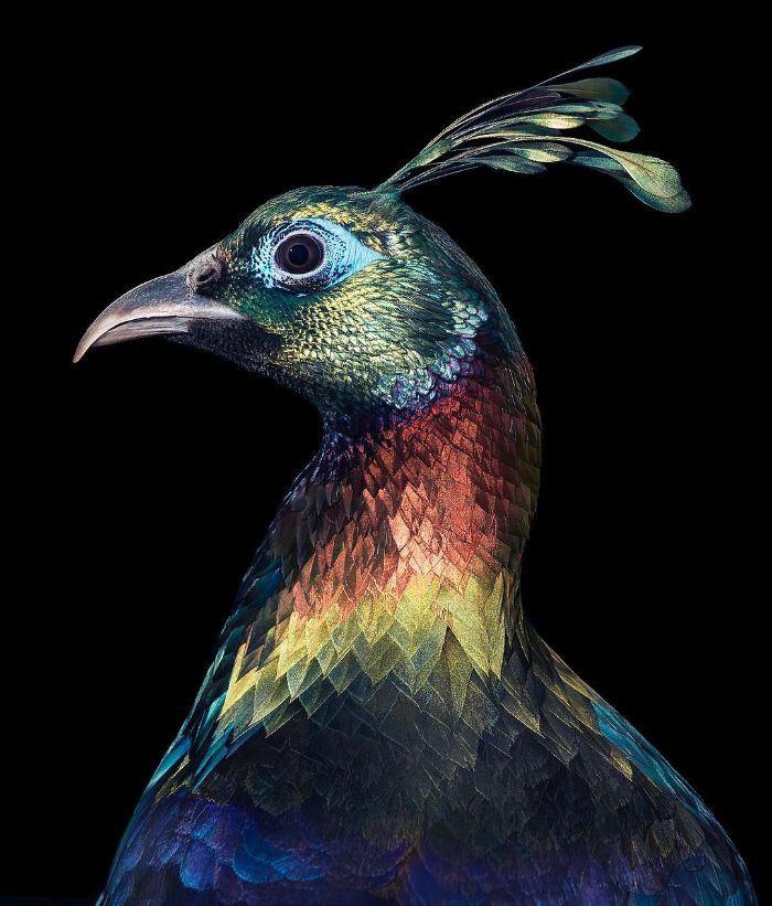 1. The Himalayan Monal