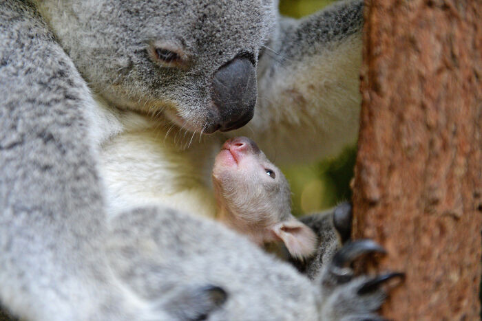 40. Baby Koala Peeking Out At It's Mother