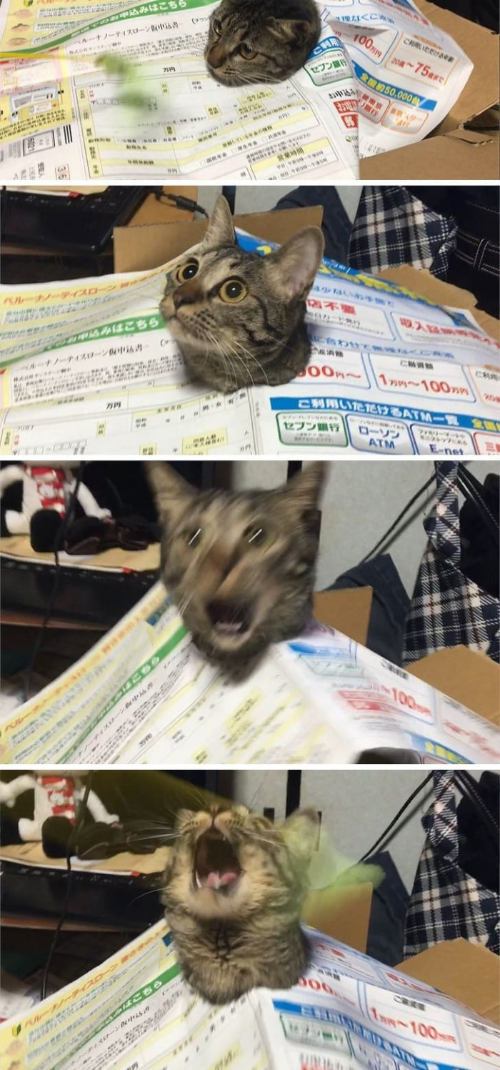 9. Cats also have different stages of panic.