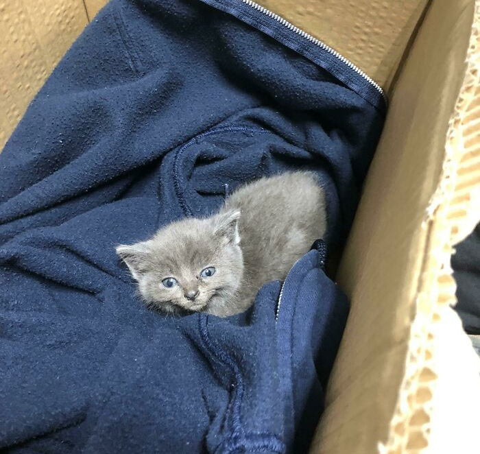 46. An a**hole leaving this poor kitty in a box for stuffed animals