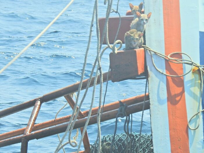 Thai Navy Officers were investigating wreckage to check for an oil spill, when First-Class Petty Officer Wichit Pukdeelon noticed that there were four cats huddled on the sinking boat