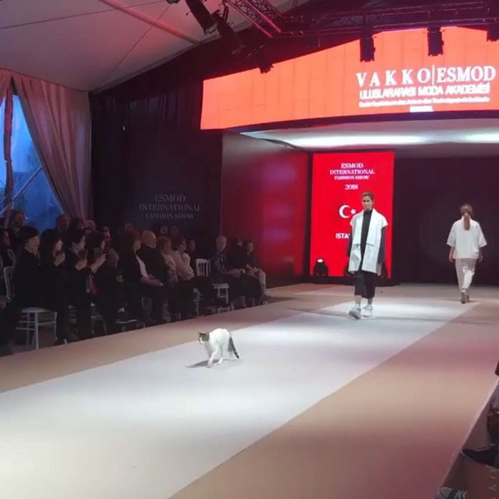 Feisty cat mid-strike on a fashion runway, playful action pose
