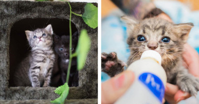Watch As Two Homeless Kittens Become Best Friends In Front Of Your Eyes