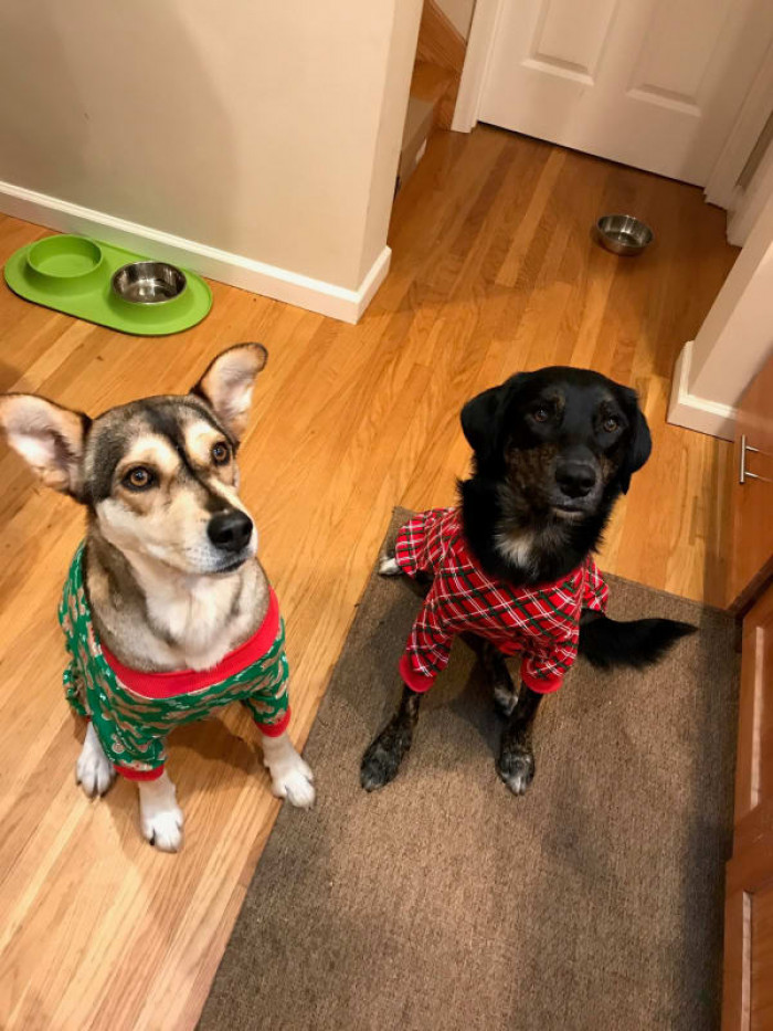 Police or courtroom setting shown as a dog bite case involving a jogger.