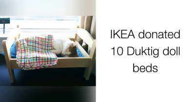 Adorable Photos of Cats in Doll Beds Donated by IKEA