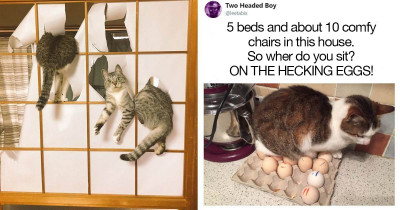 These Hilarious Pictures Will Show You Just How Much of a Pain in the Ass Cats Can Be