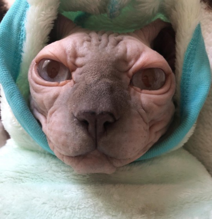 Meet Amsterdam The Thicc Sphynx Cat Who Enjoys Flaunting His Big Bell Cats On Catnip